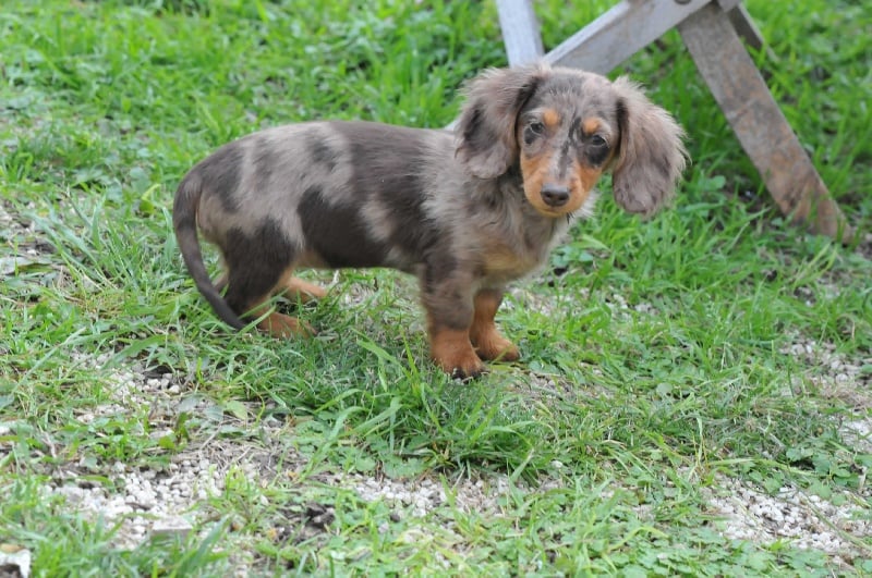 Publication : Des Diamants De Monte-Carlo Auteur : I.Deghelt. Monaco 2014. 21 mois