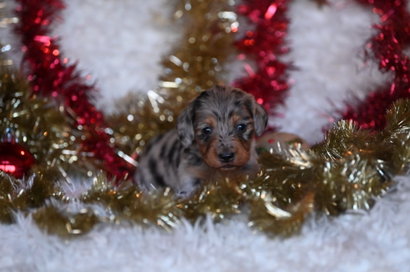 Teckel poil long - Des Diamants De Monte-Carlo