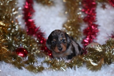 Les chiots de Teckel poil long