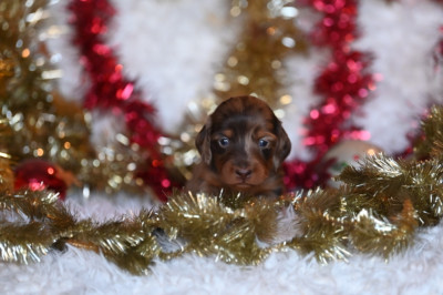 Les chiots de Teckel poil long