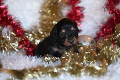 Les chiots de Teckel poil long