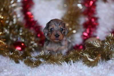 Les chiots de Teckel poil long