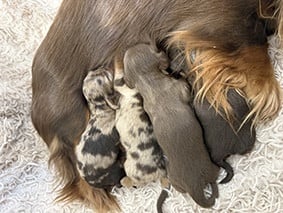 Les chiots de Teckel poil long