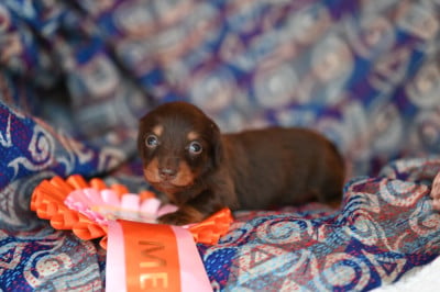 Les chiots de Teckel poil long