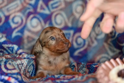 Les chiots de Teckel poil long