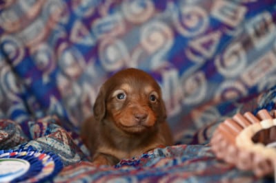 Les chiots de Teckel poil long