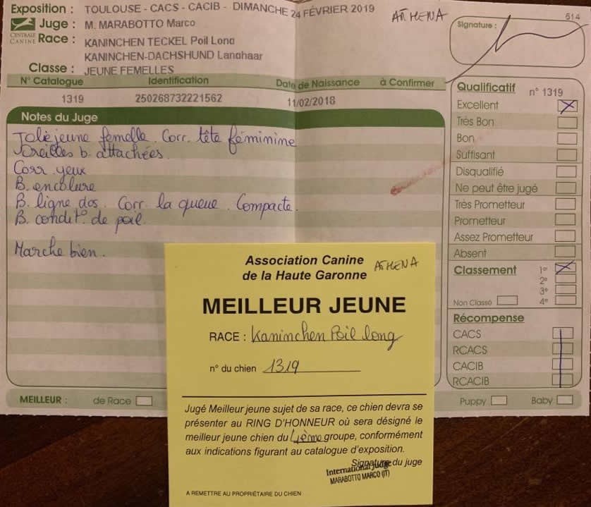 CH. O athéna Des Diamants De Monte-Carlo - 1er EXCELLENT - MEILLEURE JEUNE DE SA RACE