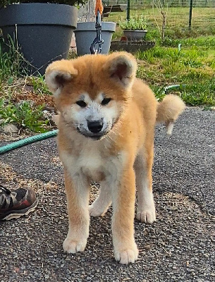 Les chiots de Akita