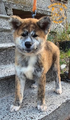 Les chiots de Akita
