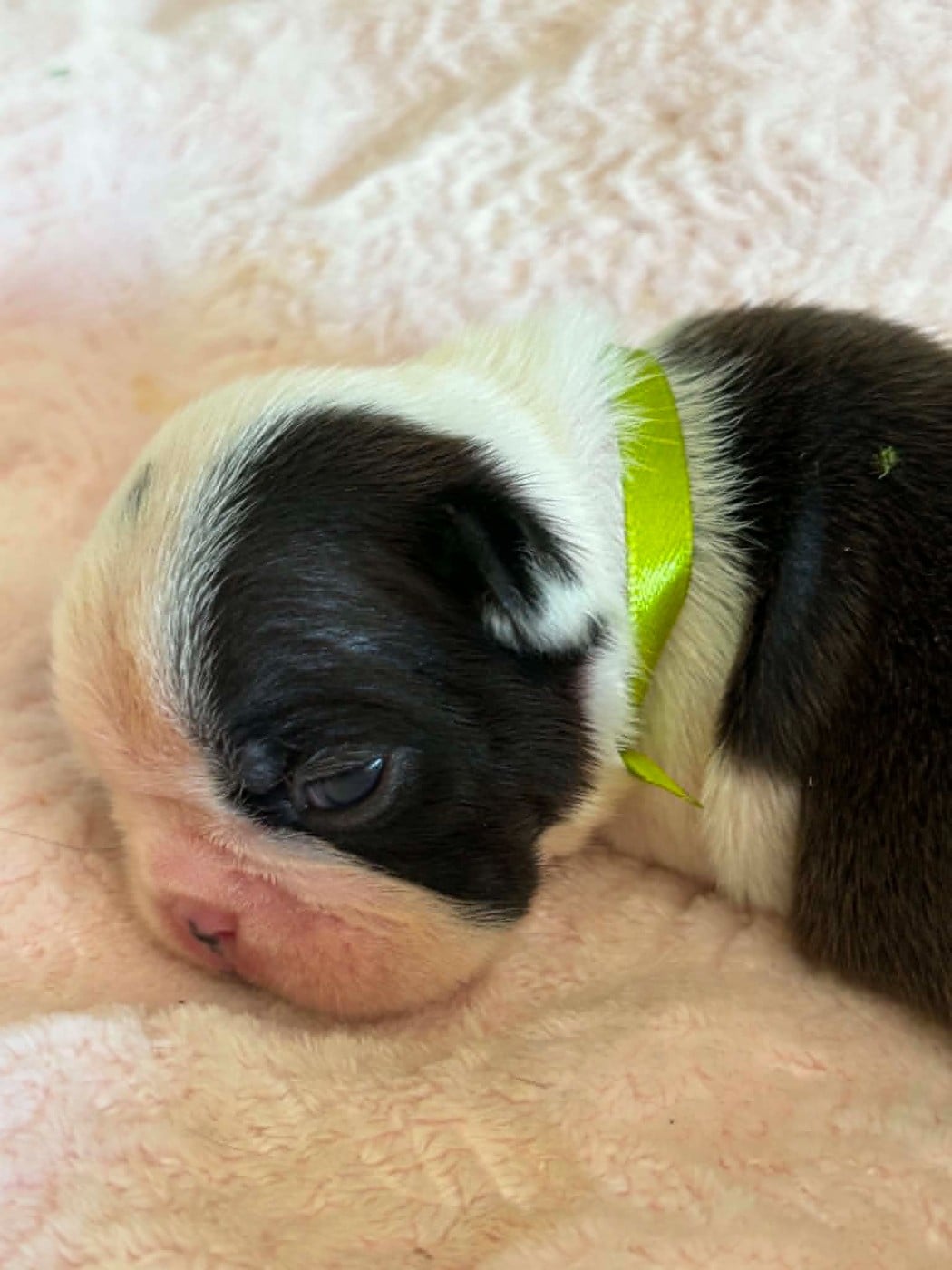 Femelle collier Vert Clair - Boston Terrier
