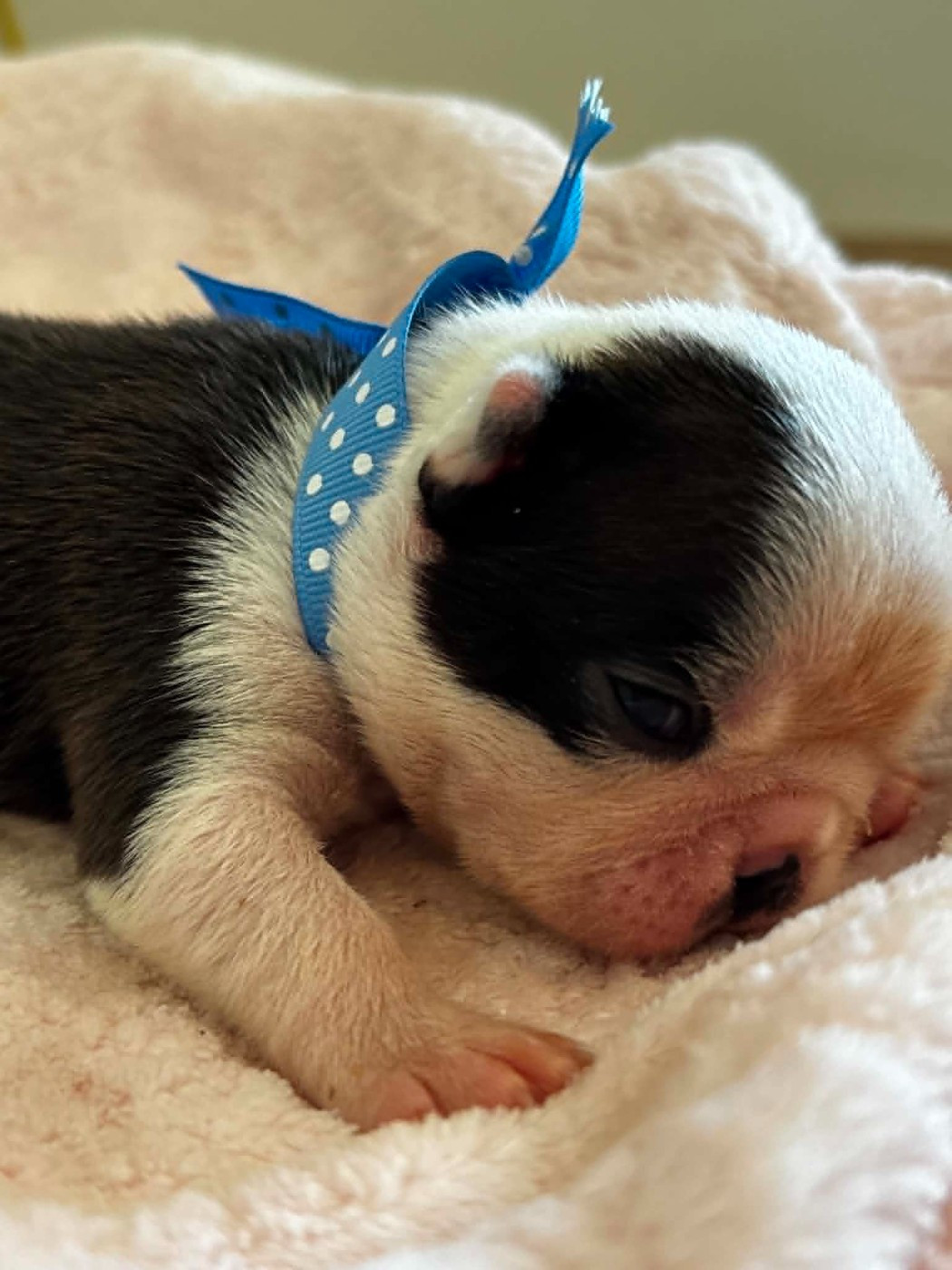 Mâle Collier Bleu a pois - Boston Terrier