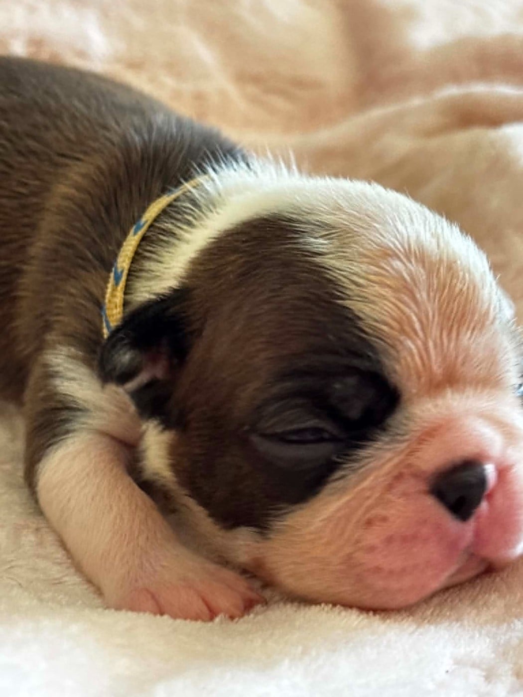 Mâle collier Bleu à Rayure - Boston Terrier