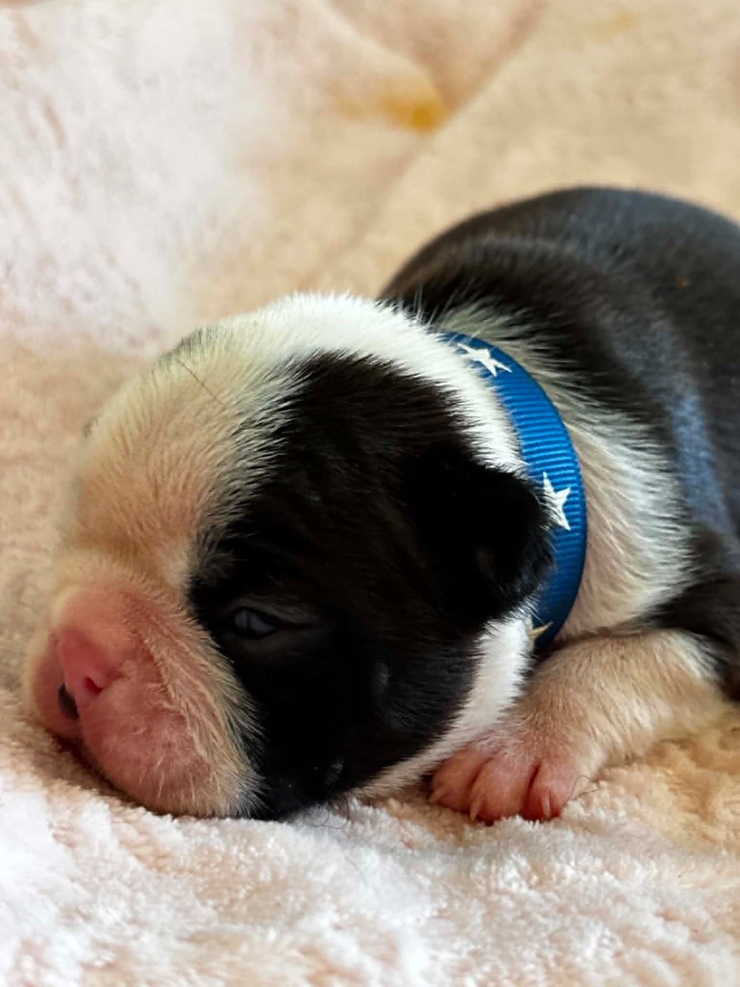 Mâle Collier bleu à étoile - Boston Terrier