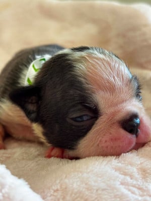 Les chiots de Boston Terrier