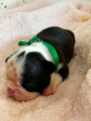 Les chiots de Boston Terrier