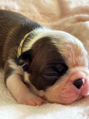 Les chiots de Boston Terrier