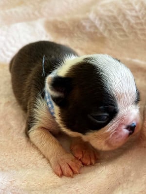 Les chiots de Boston Terrier