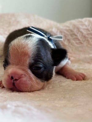 Les chiots de Boston Terrier