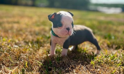 Les chiots de Boston Terrier