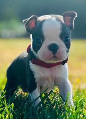 Les chiots de Boston Terrier