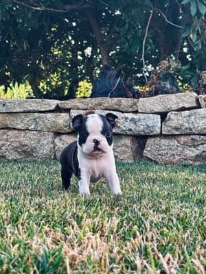 Les chiots de Boston Terrier