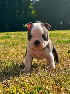 Les chiots de Boston Terrier