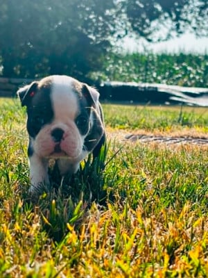 Les chiots de Boston Terrier