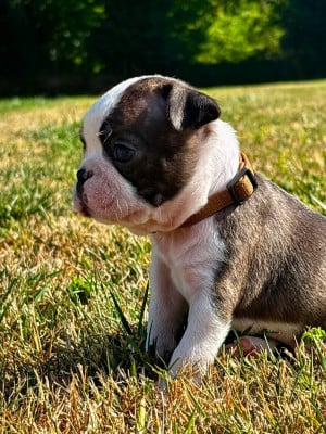 Les chiots de Boston Terrier