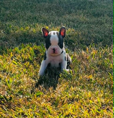 Les chiots de Boston Terrier