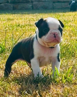 Les chiots de Boston Terrier