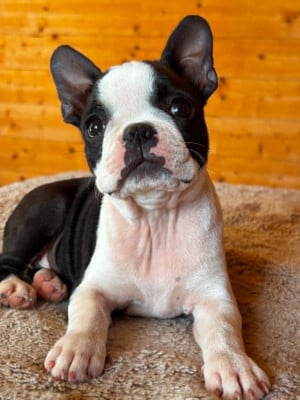 Les chiots de Boston Terrier