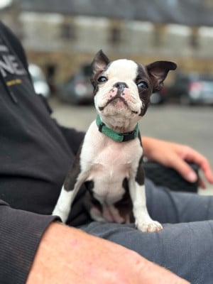 Les chiots de Boston Terrier