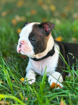Les chiots de Boston Terrier