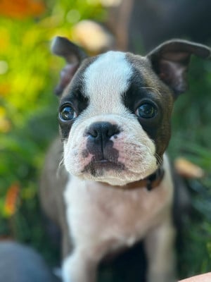 Les chiots de Boston Terrier