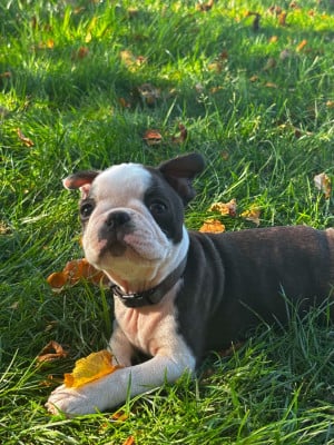 Les chiots de Boston Terrier