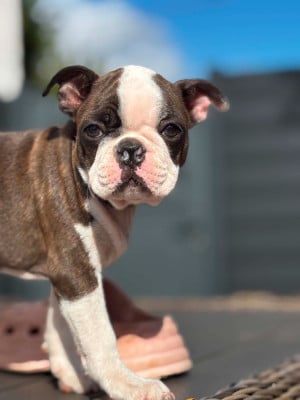Les chiots de Boston Terrier