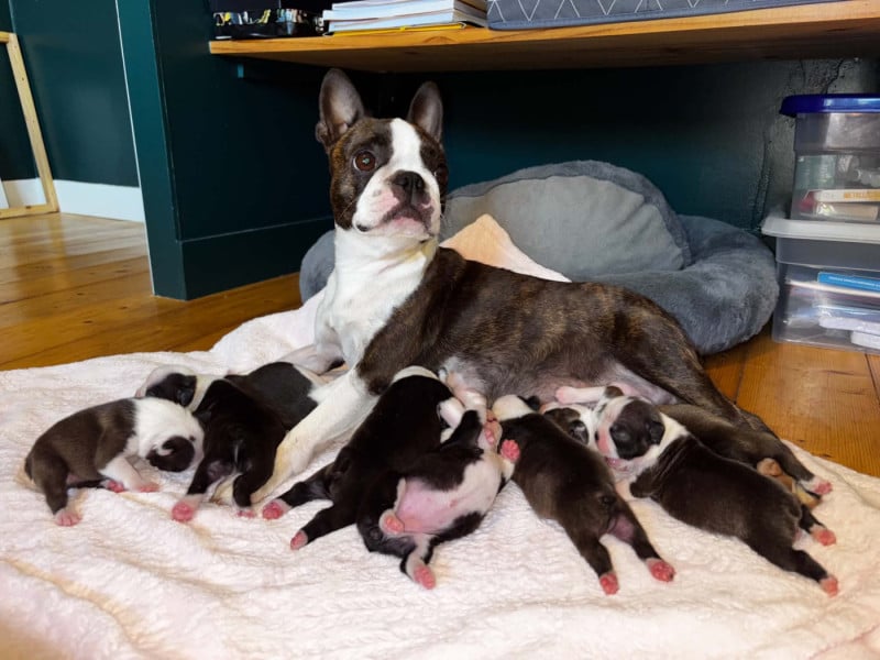 Boston Terrier - Du Domaine Des Pensées Magiques