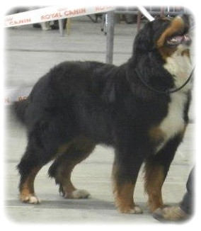 Gout de luxe du royaume des reves - Cacs - Cacib - Meilleure de Race - 2ième du Groupe 2