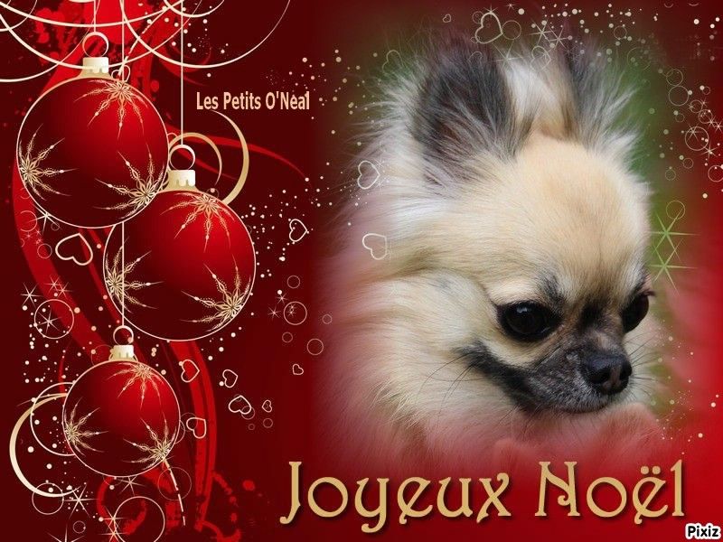 Accueil Elevage Des Petits O Neal Eleveur De Chiens Chihuahua Accueil Elevage Des Petits O Neal Eleveur De Chiens Chihuahua