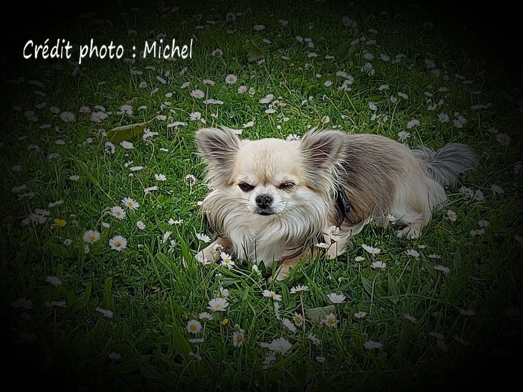 Accueil Elevage Des Petits O Neal Eleveur De Chiens Chihuahua