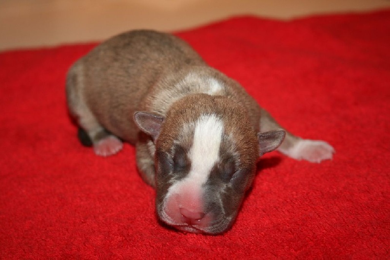 Mister Notorious BIG