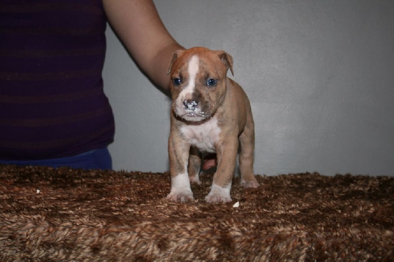 Mister Notorious BIG