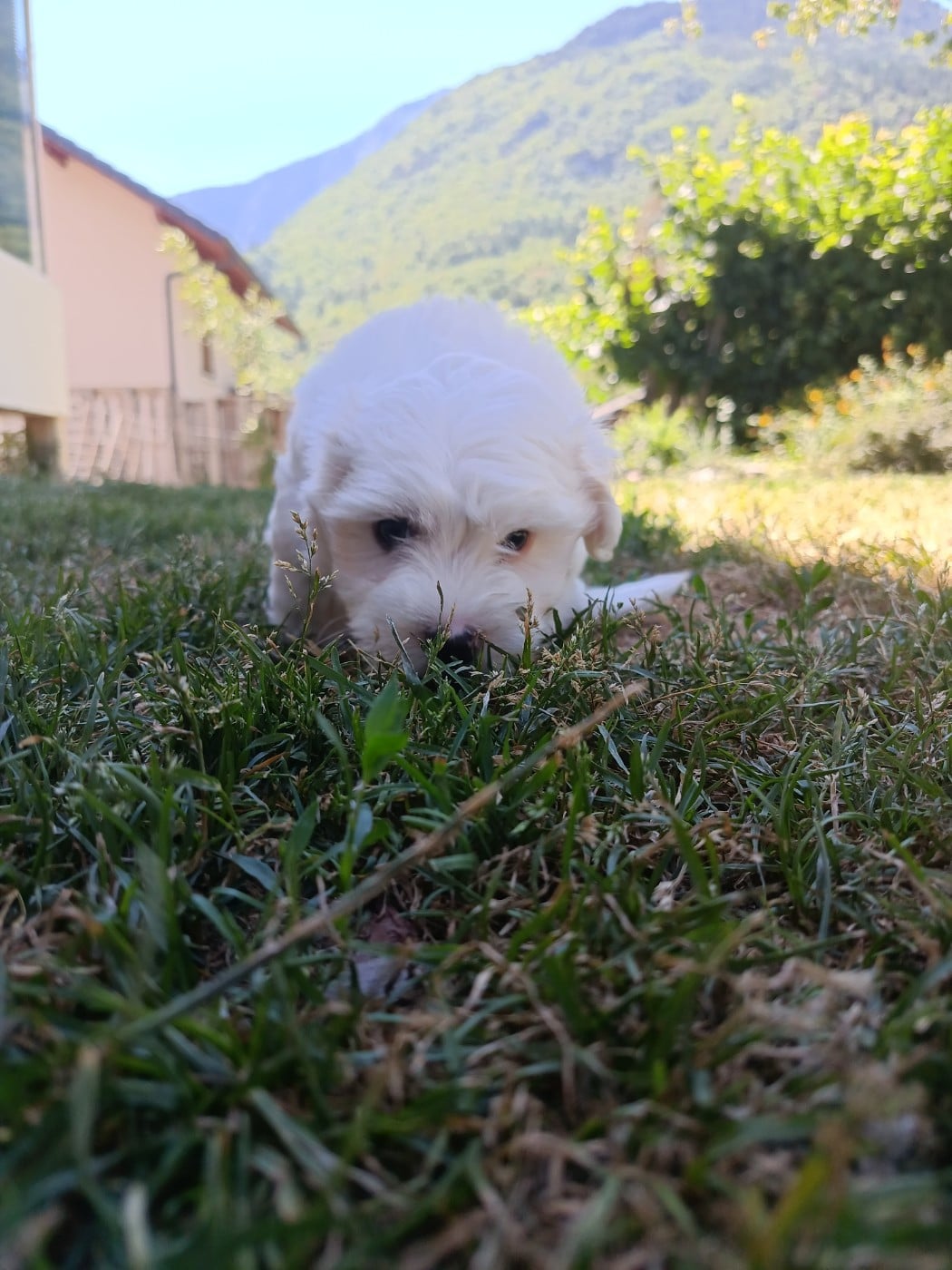 brownie