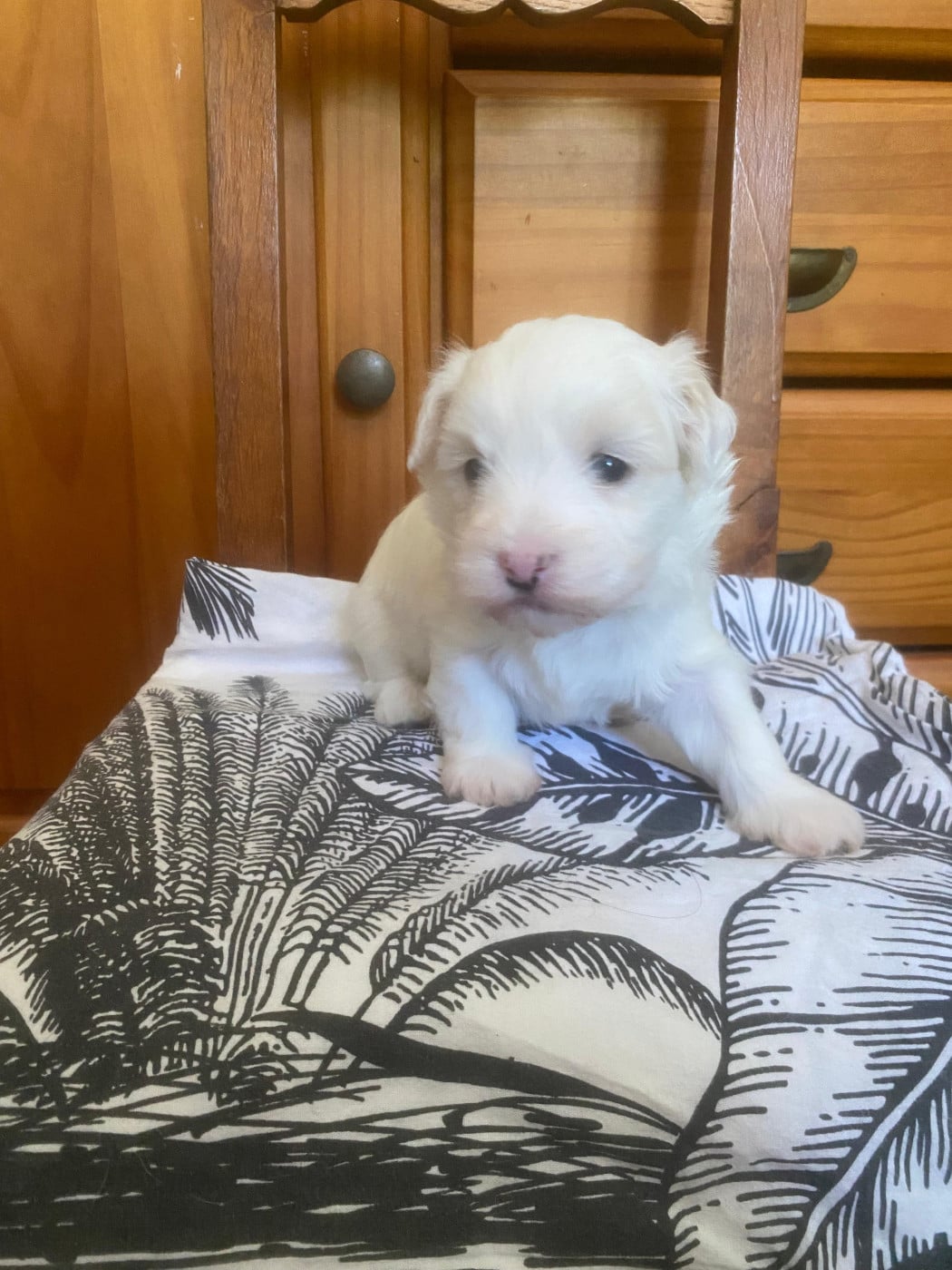 Chiot Coton de Tulear