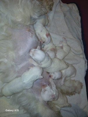 Coton de Tulear