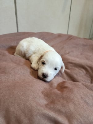 Les chiots de Coton de Tulear