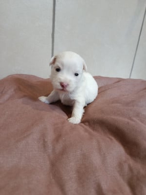 Les chiots de Coton de Tulear