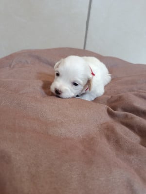 Les chiots de Coton de Tulear