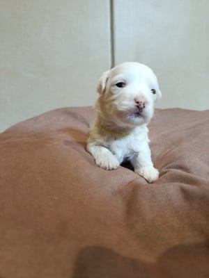 Les chiots de Coton de Tulear
