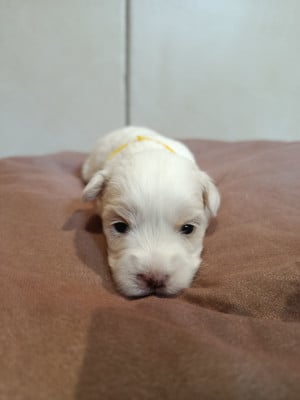 Les chiots de Coton de Tulear